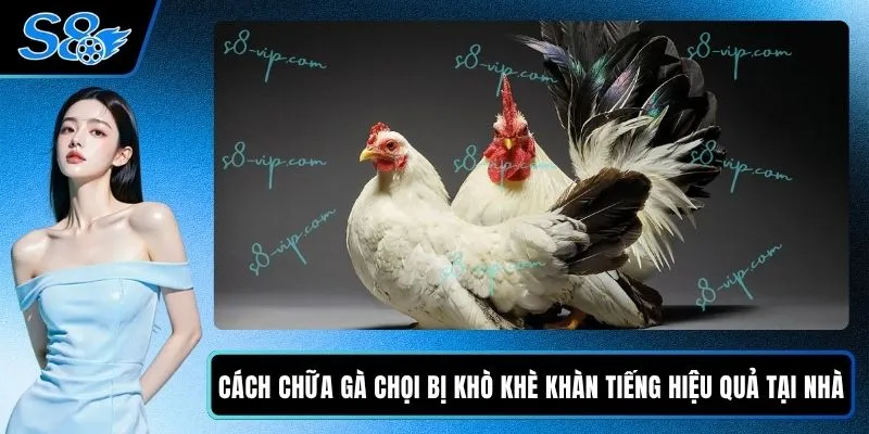 Cách Chữa Gà Chọi Bị Khò Khè Khàn Tiếng Hiệu Quả Tại Nhà Cách Chữa Gà Chọi Bị Khò Khè Khàn Tiếng Hiệu Quả Tại Nhà