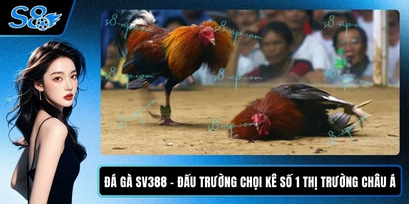 Đá Gà SV388 - Đấu Trường Chọi Kê Số 1 Thị Trường Châu Á Đá Gà SV388 - Đấu Trường Chọi Kê Số 1 Thị Trường Châu Á