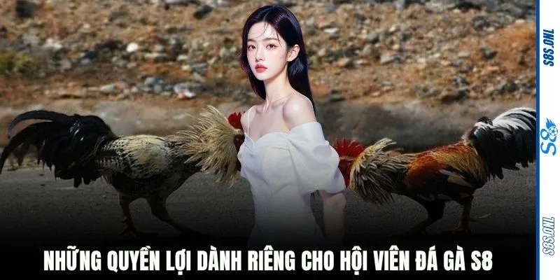 Những quyền lợi dành riêng cho hội viên đá gà S8
